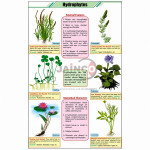 Hydrophytes Chart